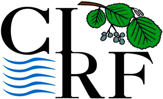 Curriculum Cirf - Cirf (539x393)