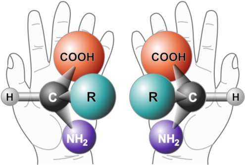 Chirality Is A Property Of Asymmetry Important To Many - Left And Right Handed Amino Acids (500x339)