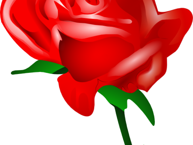 Red Rose Clipart Valentines Day Rose - Vetor Rosas Vermelhas Png (640x480)