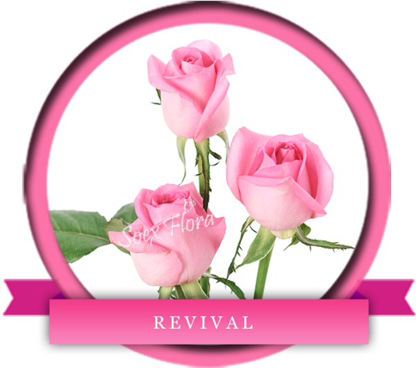 Taj Mahal /top Secret Rose Grower And Exporter In Malaysia, - Garden Roses (600x600)