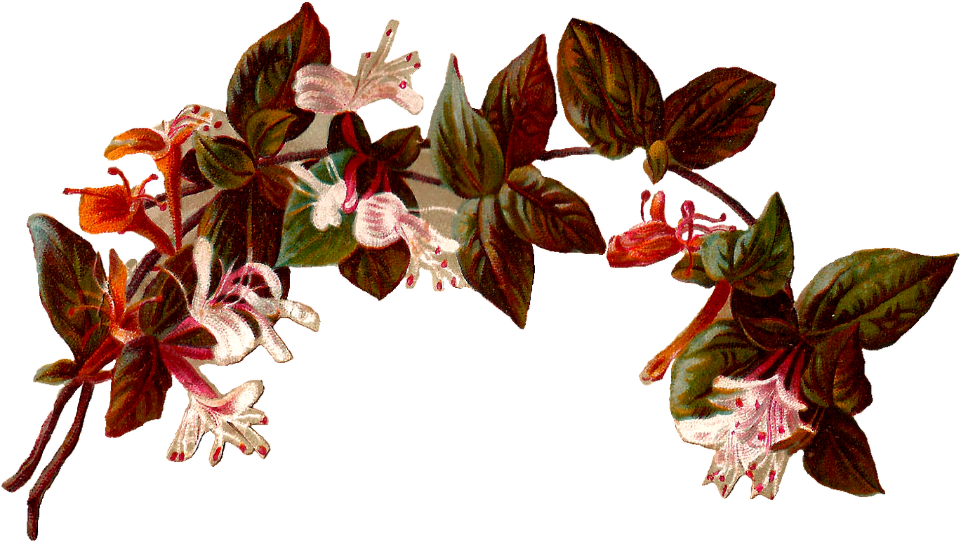 Best Vintag Flower Border - Vintage Flower Illustration Png (1368x855)