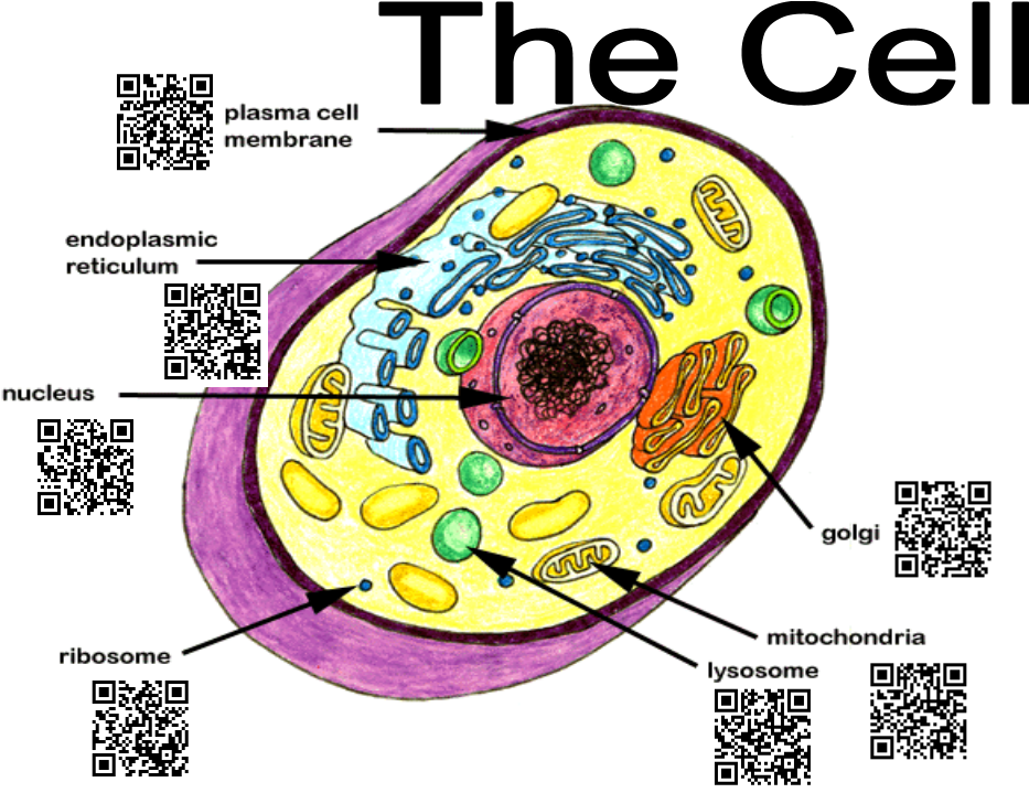Qr Codes For Education - Chapter 7 1 Basic Structure Of The Human Body (960x720)