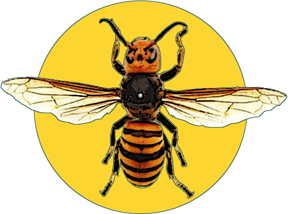Suzumebachi Design - Asian Giant Hornet Framed (600x600)