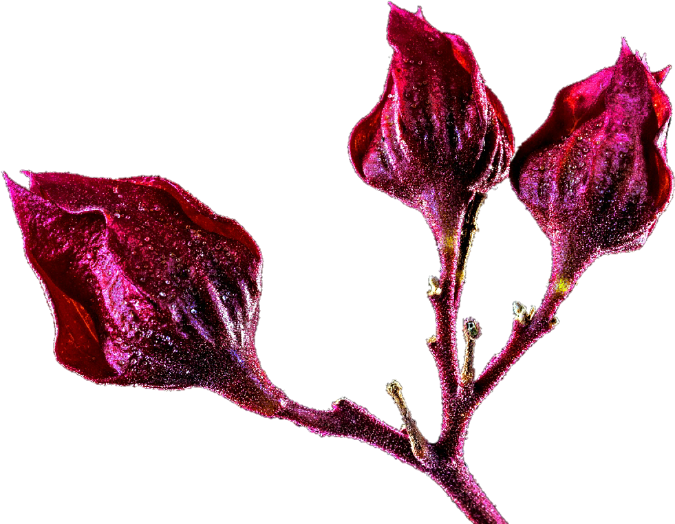 Tropical Flower Buds By Jeanicebartzen27 - Tropical Flowervpng (1021x779)