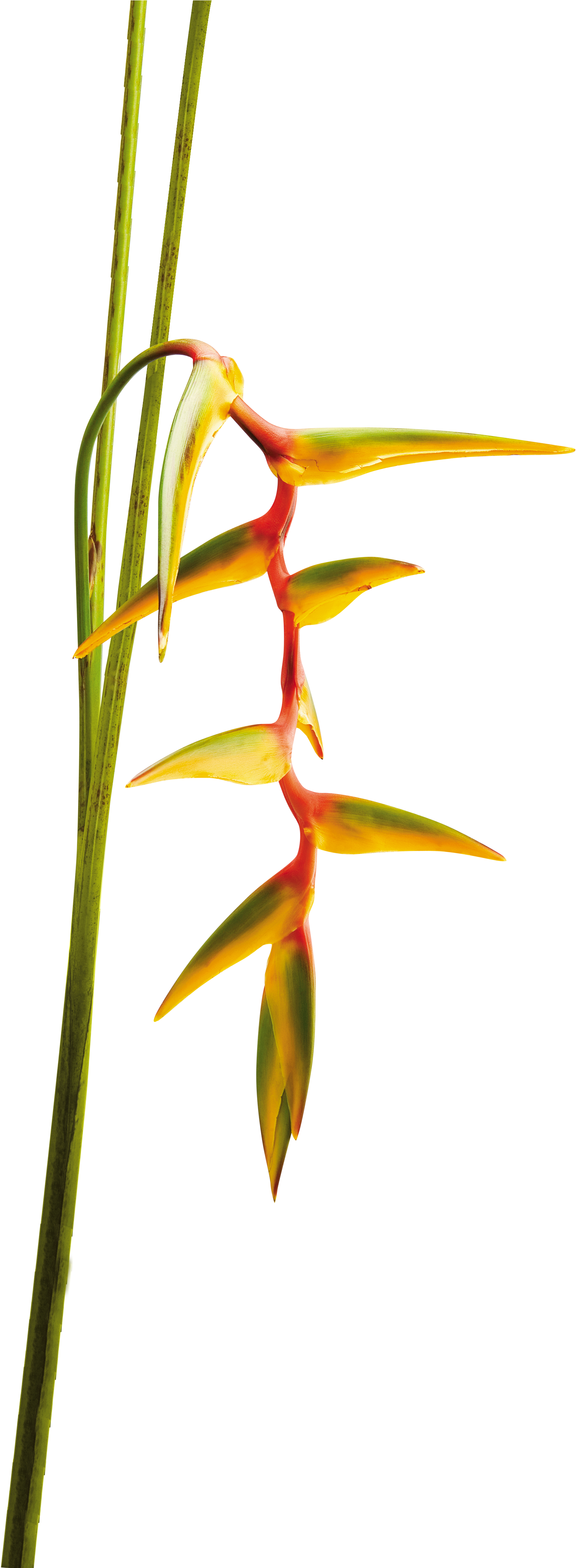 Strange Flowersrare Flowerstropical - Coloring Book (1752x4241)