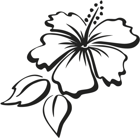 Outline Of Hibiscus Flowers (500x500)