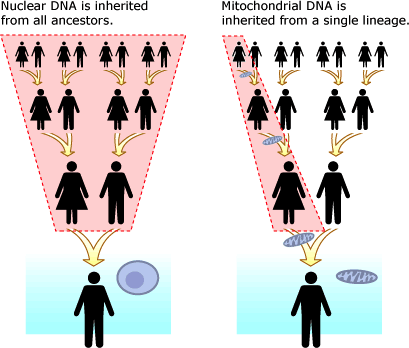 Khan Academy - Do You Get More Genes From Your Father Or Mother (409x348)