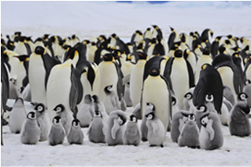 Emperor Penguin (352x352)