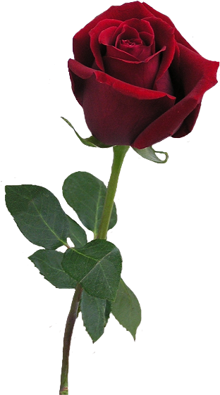 Red Rose Clipart Rose Bud - Gif De Una Rosa (330x567)
