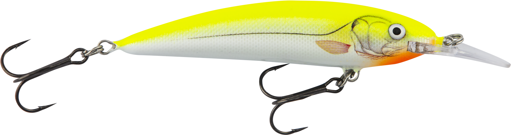 Le - Beloniformes (2048x593)