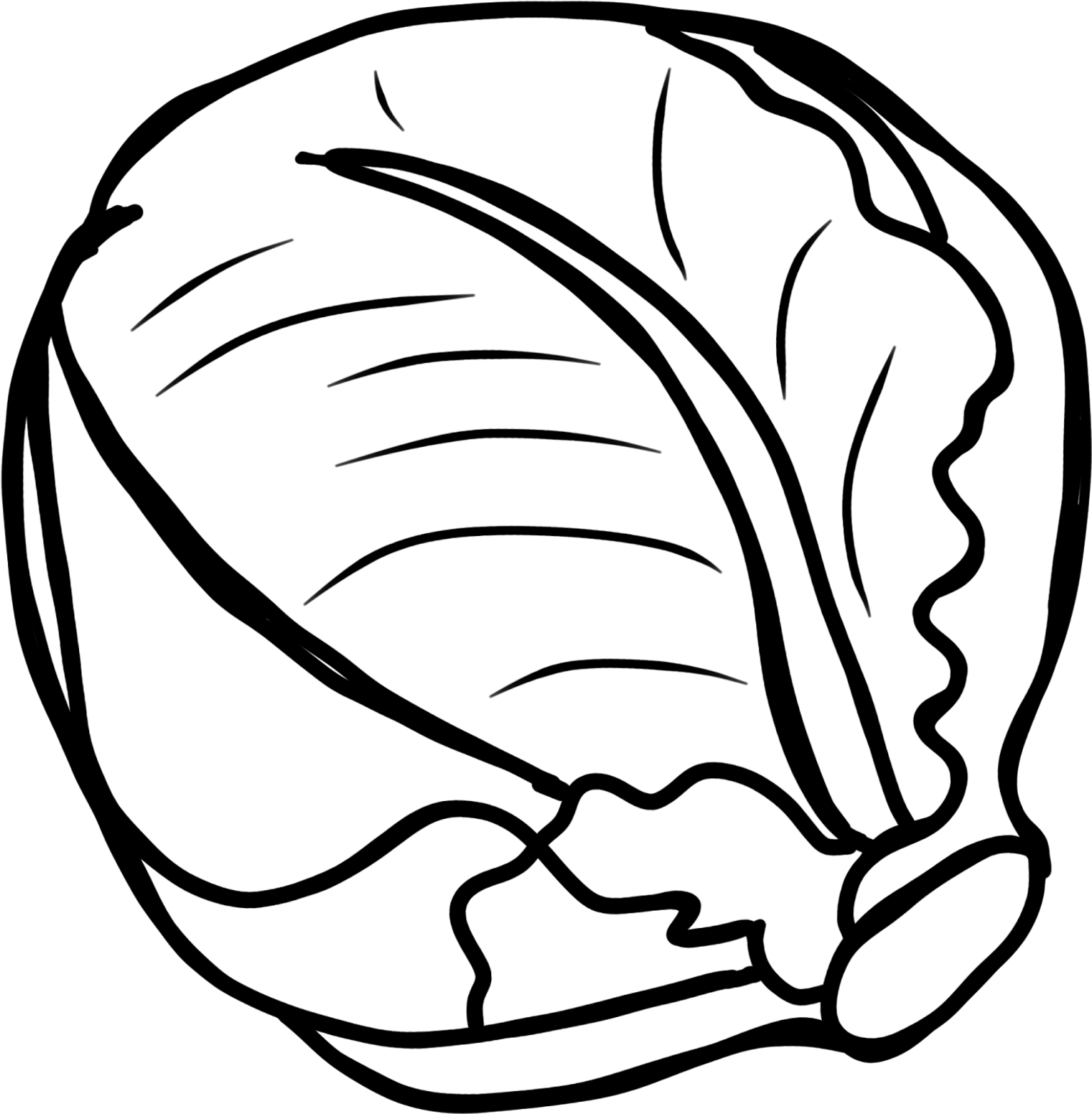 Vegetable Clipart Black And White Free Download Best - Cabbage Clipart Black And White (1567x1600)