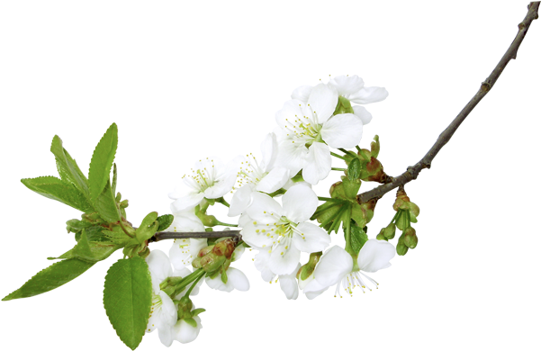 Spring White Branch Png Clipart Pictureu200b Gallery - Branch Of Flowers Png (619x411)