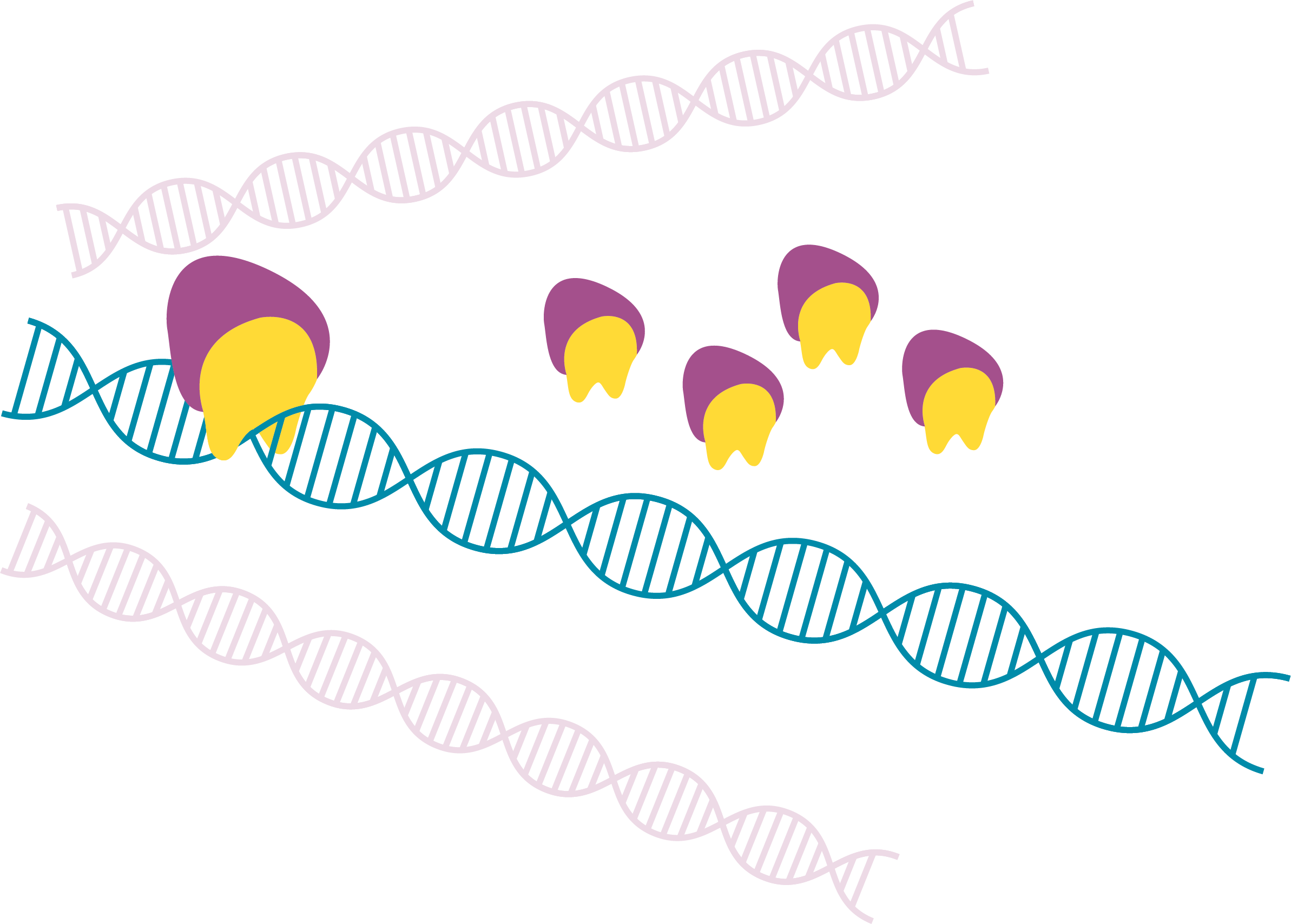 Ttav Protein Binds To Teto, Producing Positive Feedback - Hot Air Balloon (2386x1708)