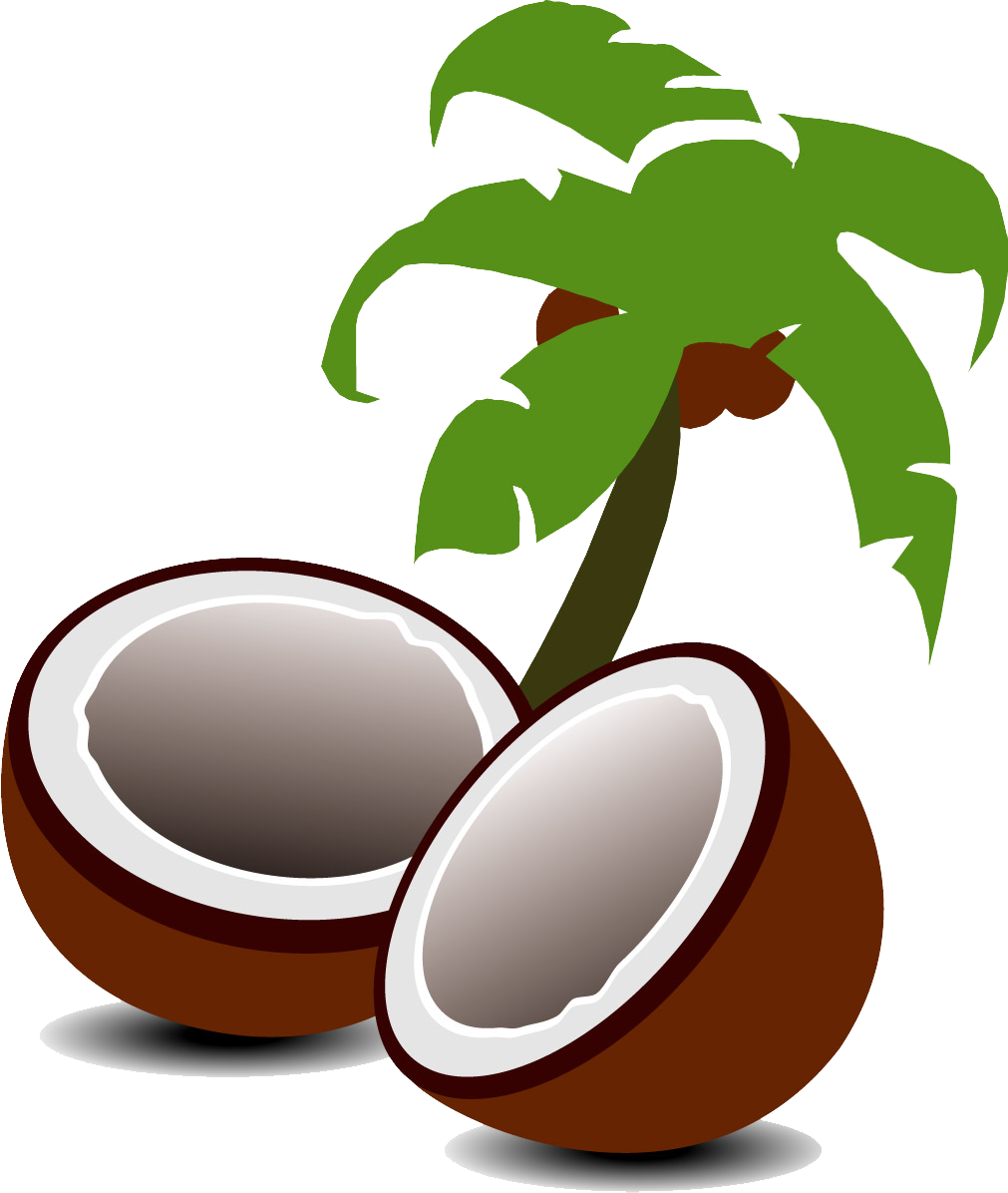 Coconut Water Coconut Milk Fruit Tree - Cartoon Palm Trees (1011x1196)