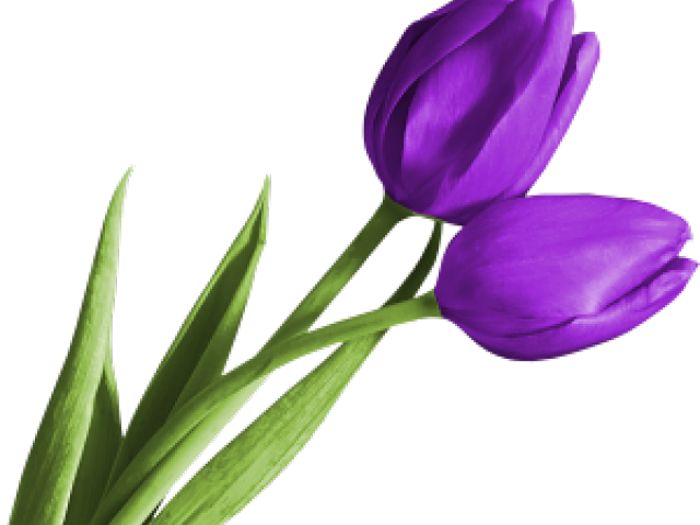 Crocus Clipart Purple Tulip - Purple Tulips Clipart (640x480)