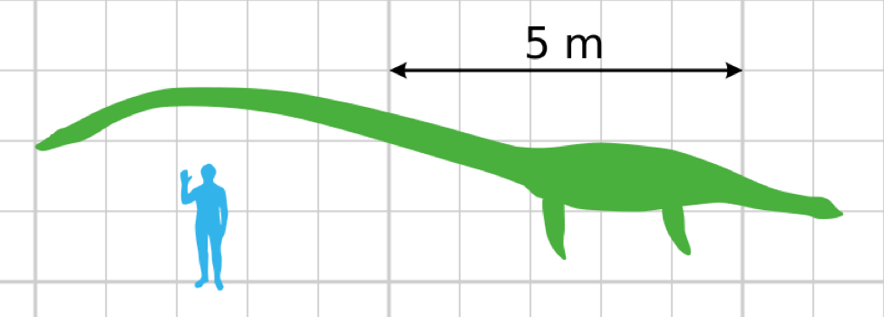 Sprawl-legged Diplodocus - Elasmosaurus Size (975x350)