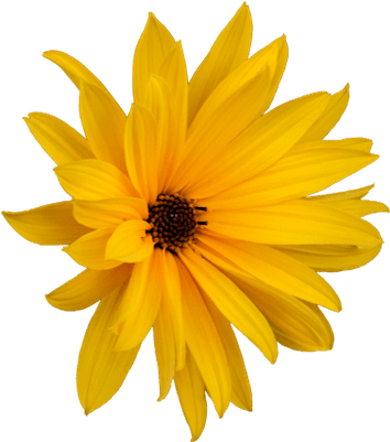 Flower Marguerite - Flor Margarita Png (400x400)