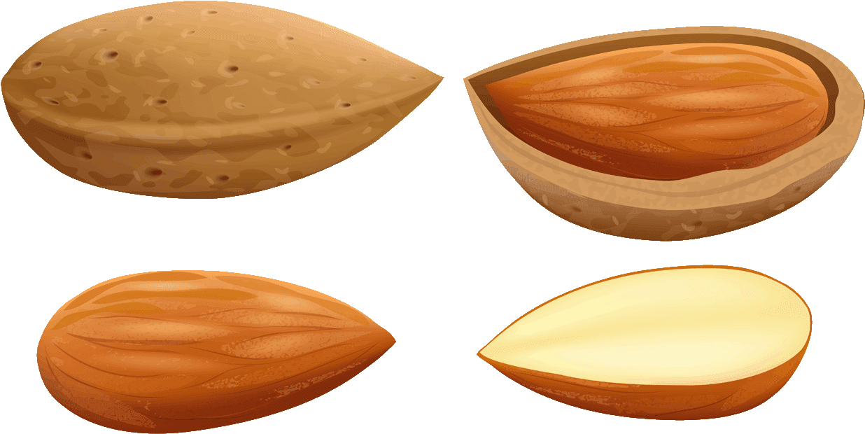 Almond Cliparts - Nut Clipart Png (1280x720)