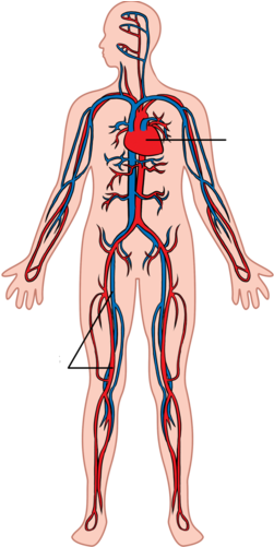 Main Components In The Circulatory And Respiratory - Illustrate The Blood Flow And Gas Exchange (260x500)