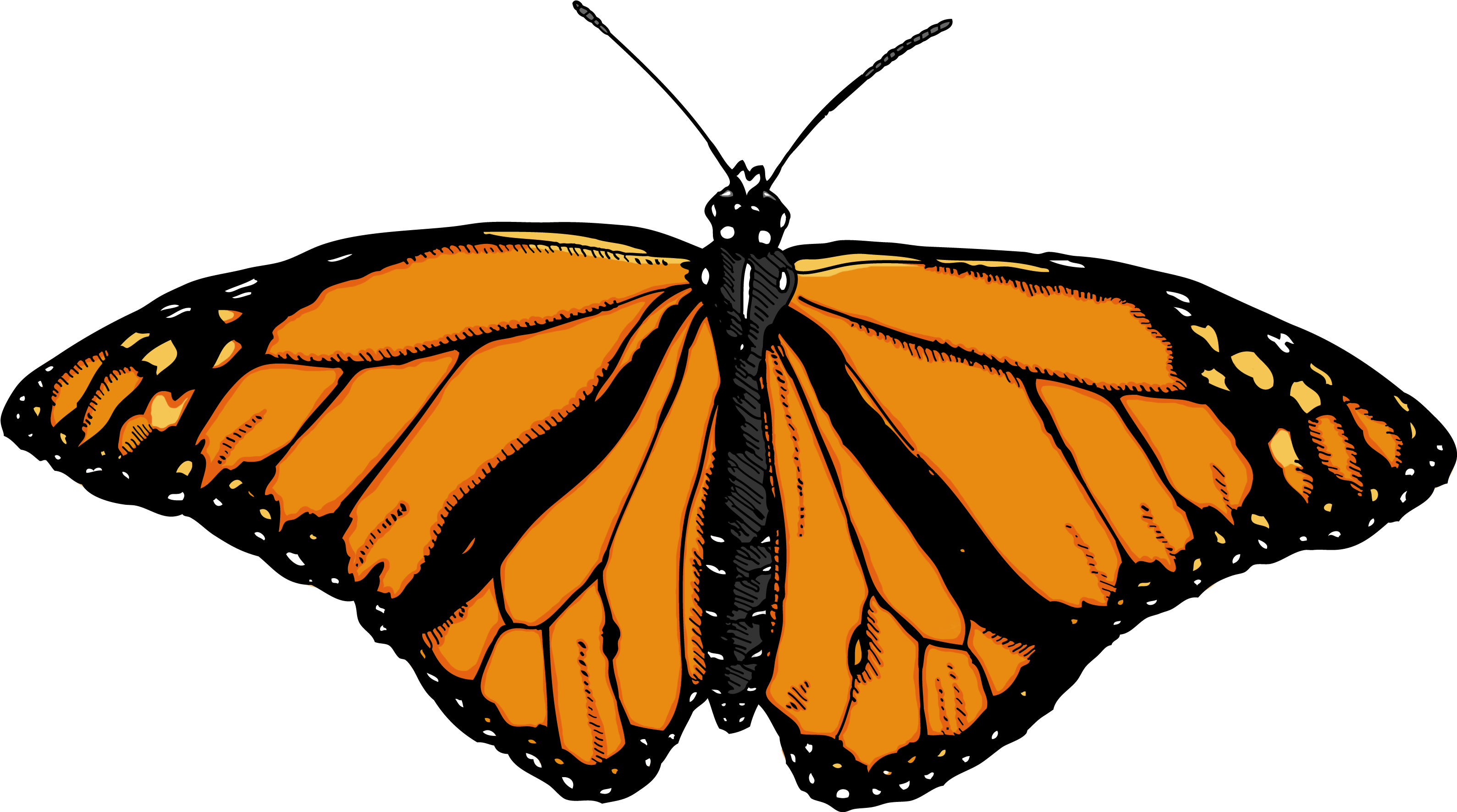 Light Orange Butterfly Clip Art At Clker - Butterfly Png (3450x1890)