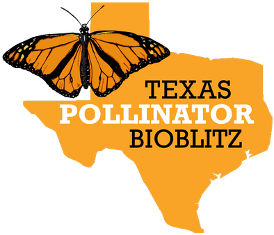 Monarch Butterfly Clipart Row - Bioblitz (400x352)