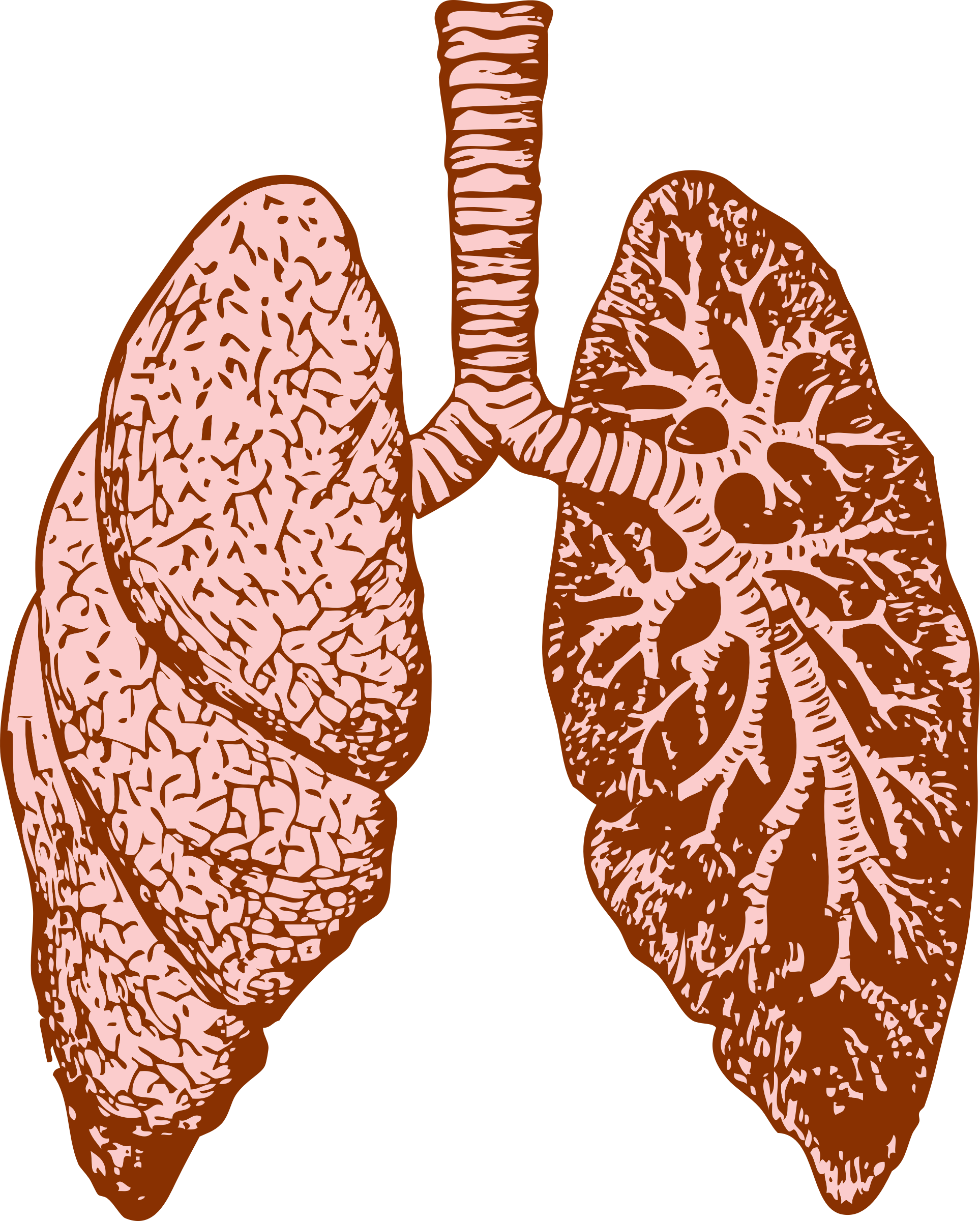Lungs Png - Lungs Transparent (1927x2400)