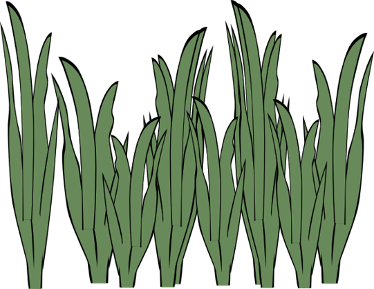 Most Common Form Of Acid Rain - Seaweed Clipart (541x418)