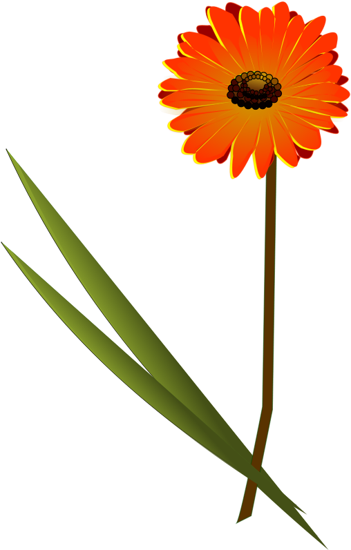 Gerbera Clipart (958x1478)