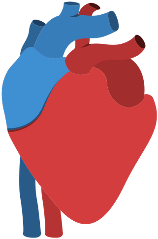 Human Heart Anatomy Isolated Icon Design - Human Anatomical Heart Icon (457x550)