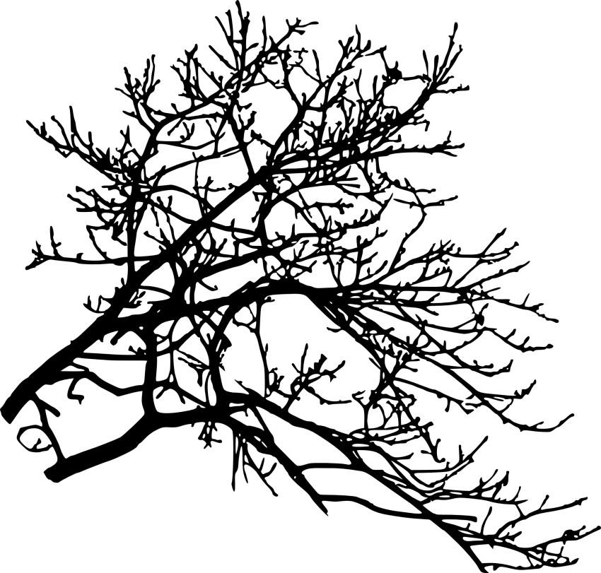 Free Png Tree Branch Png Images Transparent - Silhouette (850x811)