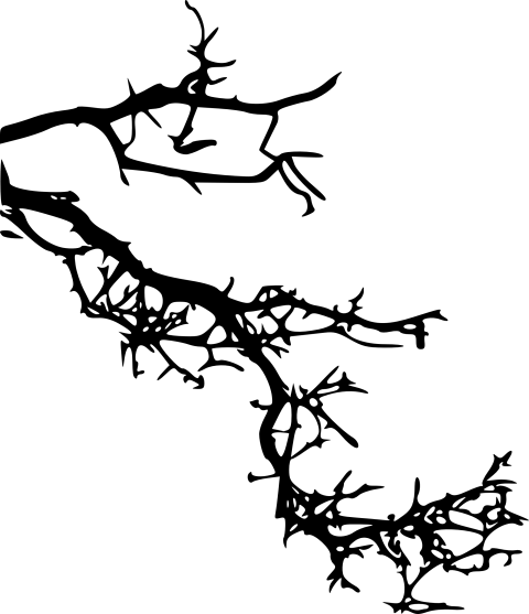 Free Png Tree Branch Png Images Transparent - Portable Network Graphics (480x557)