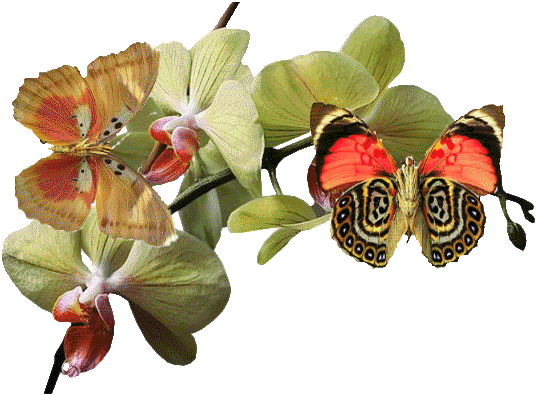 Animaux Papillons & Orchidée - Photograph Photograph Photograph Tile Coaster (536x395)