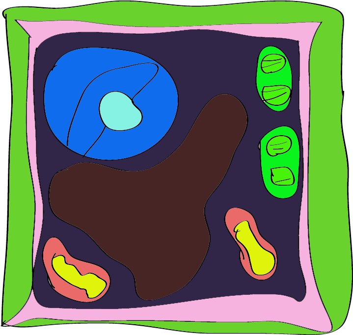 Plant Cell Diagram For Kids Animal With Tattoo Page - Plant Cell Rangoli (900x725)