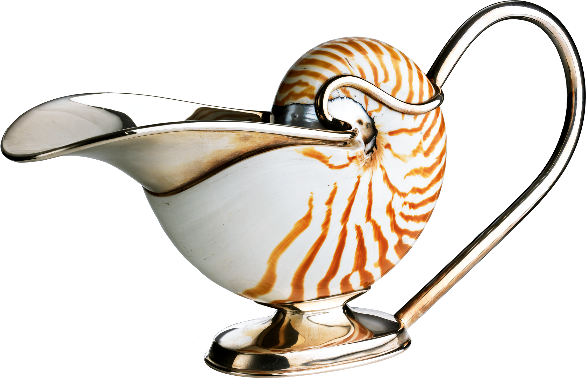 Chambered Nautilus (2400x2400)