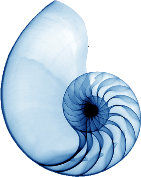 Spiral Shell Blue - Nautilus Shell Xray (470x588)