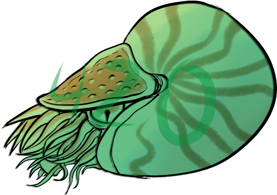 I Doodled A Nautilus To Use As A Shifty But Dont Feel - Illustration (565x400)