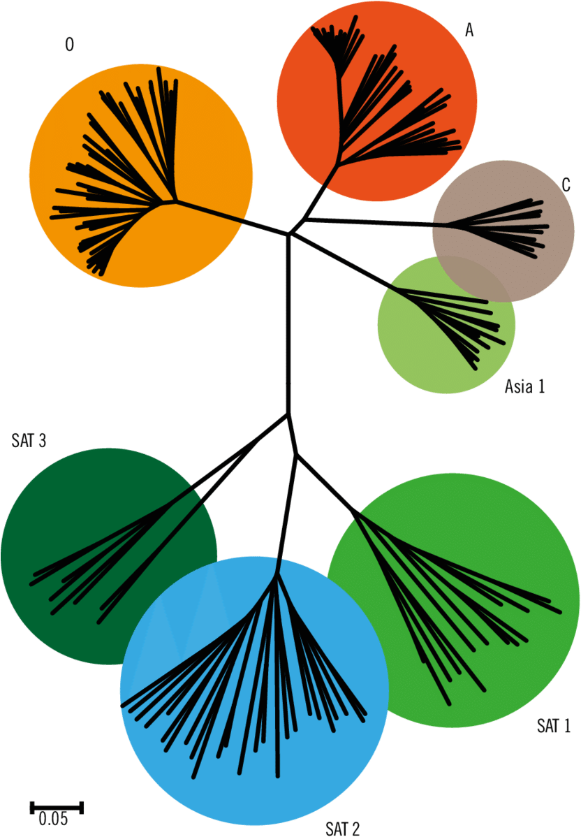 Phylogenetic Tree Of All Seven Serotypes Framework - Graphic Design (850x1209)