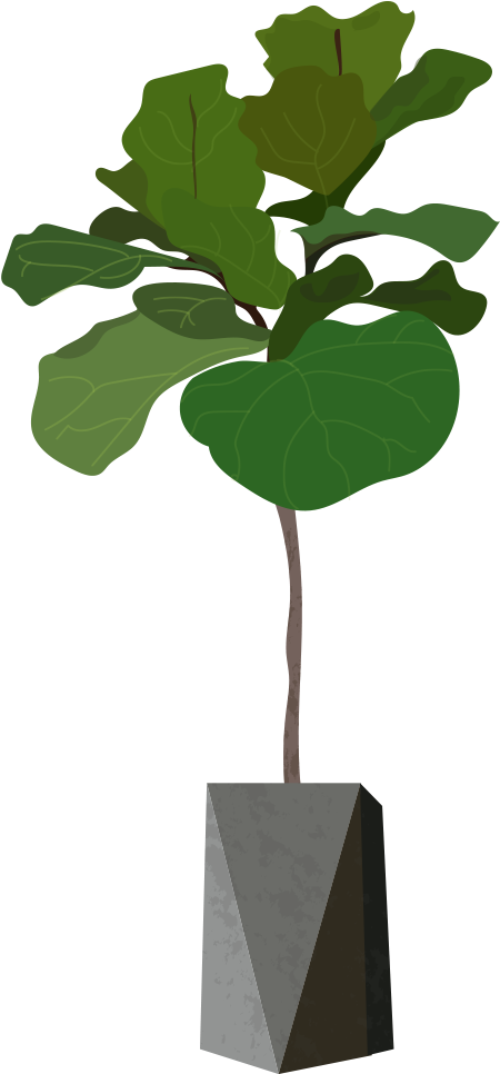 This Is A Sticker Of A Fig Tree - Fiddle Leaf Fig Tree (539x1000)