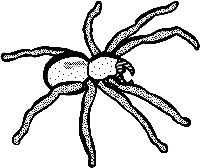 Medium Image - Line Art Spider (800x800)