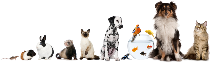 Pet Babysitting - Png Of Pets (1062x334)