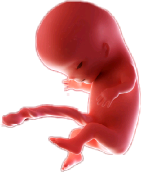 Fetus (455x554)