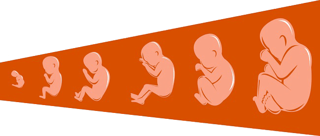 Fetal Development - Developing Baby (650x277)