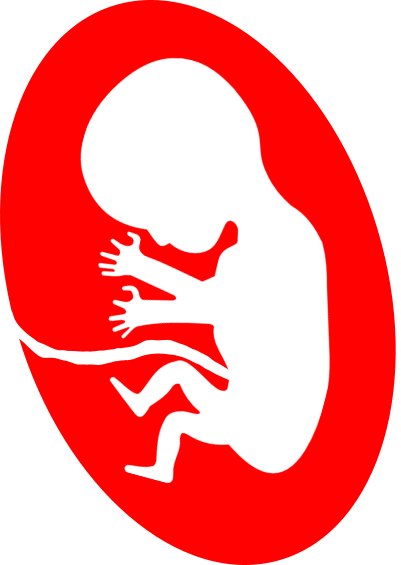 جنین انسان - Circle (401x565)