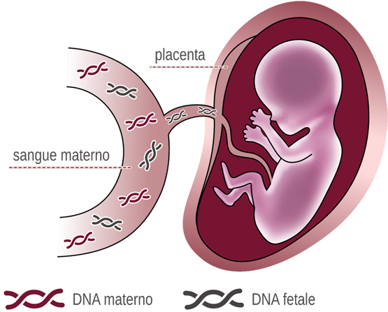 During Pregnancy, Some Fragments Of The Fetus' Dna - Dna Fetale Su Sangue Materno (600x484)