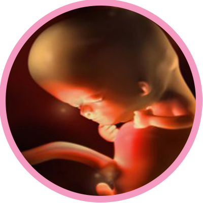 The Fetus Begins Doing Occasional Breathing Movements, - United States Border Patrol (400x400)