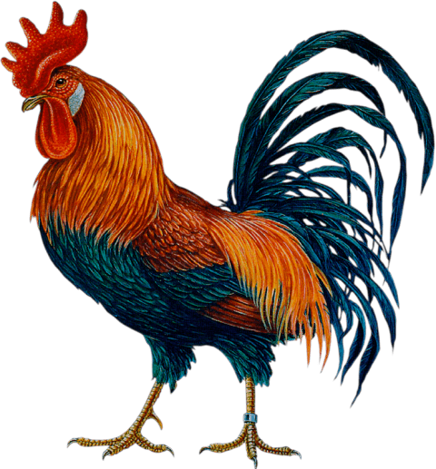 Free Png Cock Png Images Transparent - Cock Png (480x517)