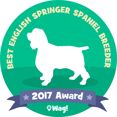 Soaring English Springer Spaniels Best English Springer - Words That Describe You (400x400)