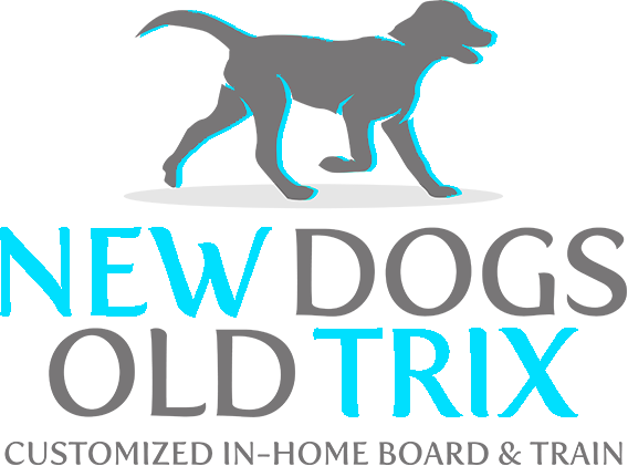 Dog Training In Tucson, Az New Dogs Old Trix - Cat Jumps (568x421)