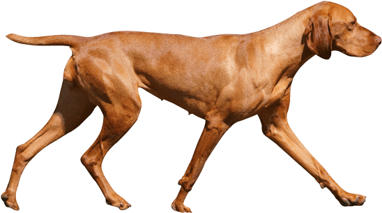 Vizsla Dog Breed Facts And Information Wag Dog Walking - Vizsla (567x489)