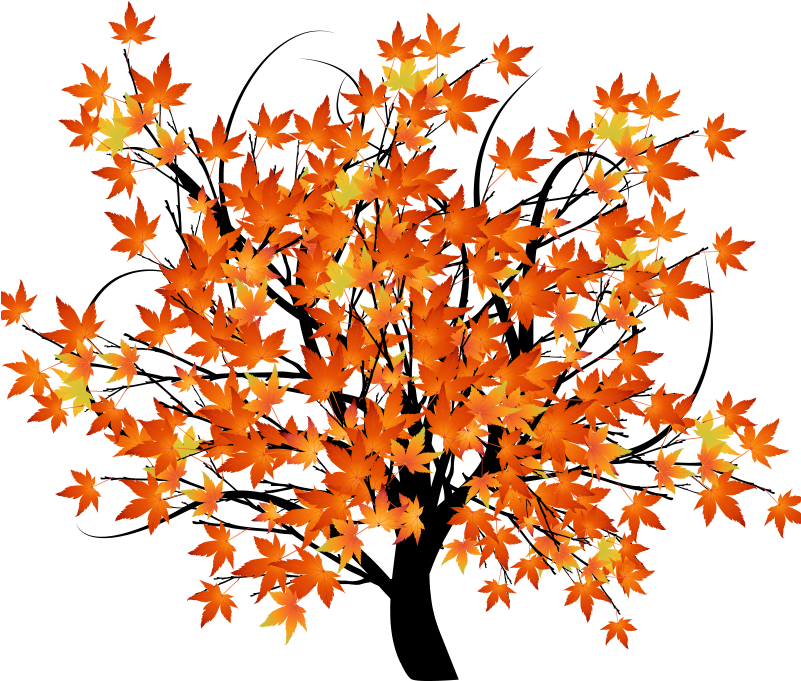 Autumn Leaf Color Tree Maple - New Arrival Beautiful Maple Trees Print 2-piece Cross (800x800)